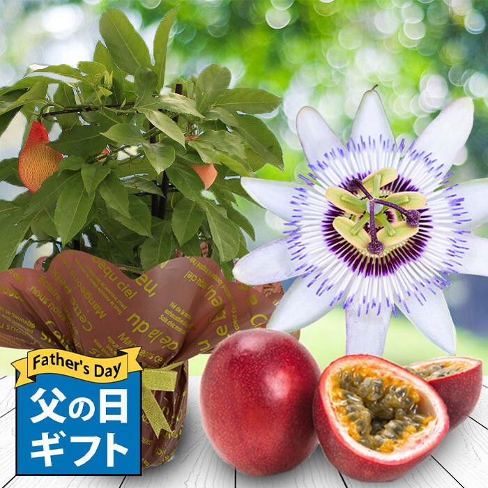 トケイソウ パッションフルーツ 5号 1鉢 鉢植え
