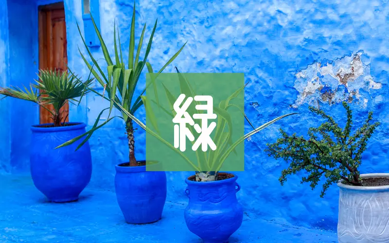 観葉植物・盆栽ギフト